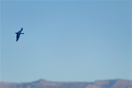 Mountain Bluebird photo