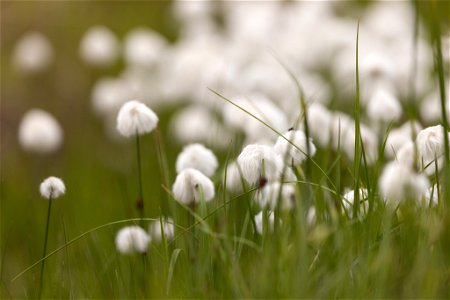 Alaska cottongrass