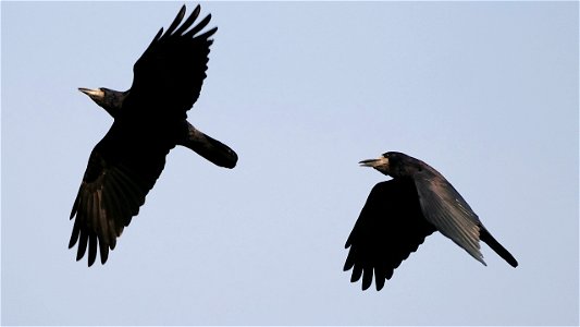 Die Saatkrähe ist der "Schreihals der Lüfte"