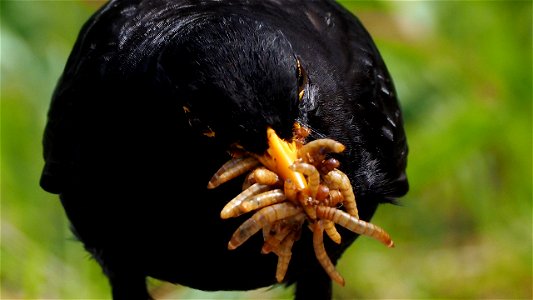 Übung macht den Meister: Das Amselmännchen schafft 13 (mindestens)