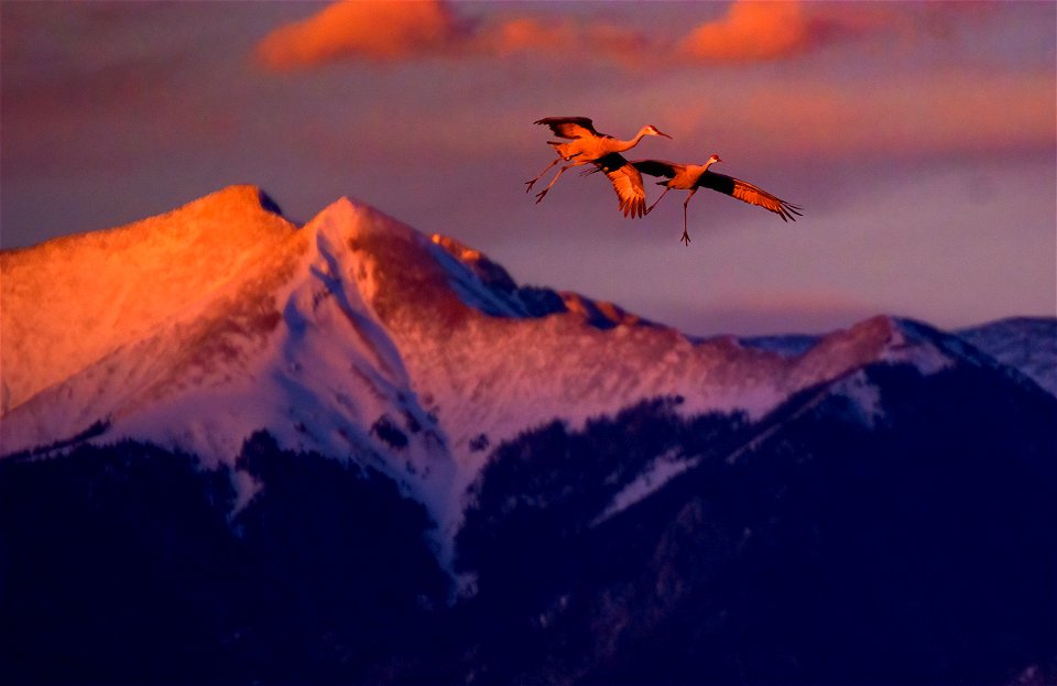 Sandhill Crane Pair Descending in front of Cleveland Peak