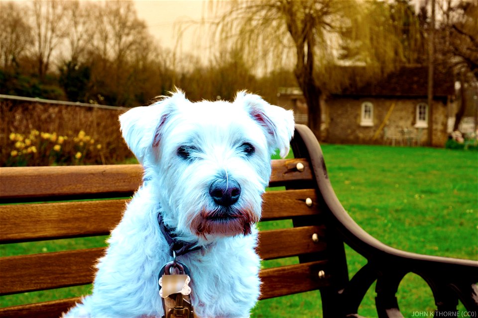 The Dog at Allington Lock