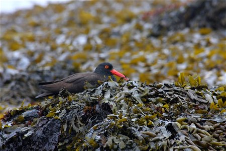 Black oystercatcher photo