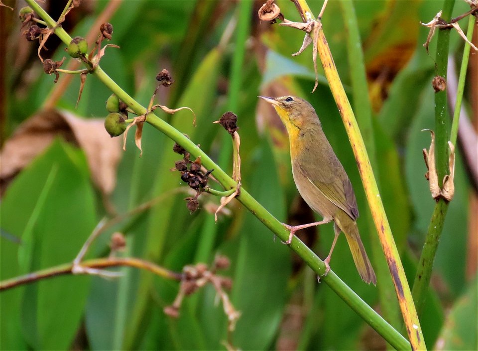 Common Yellowthroat