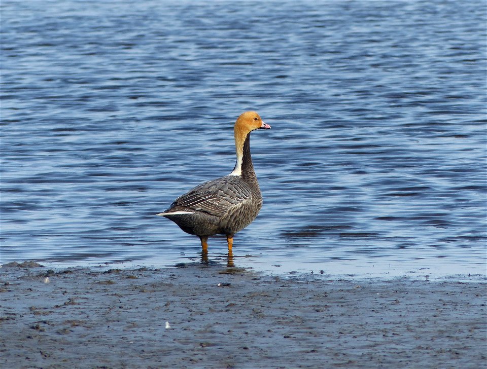 Emperor goose photo