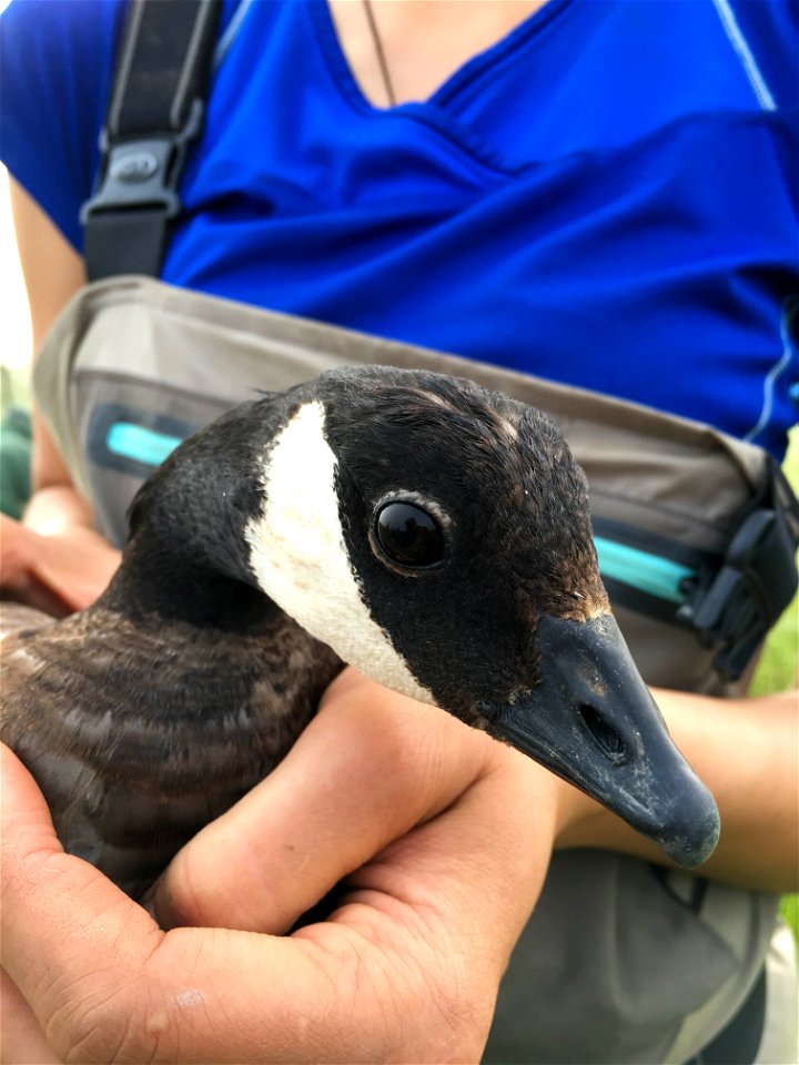 Captured Cackling Goose