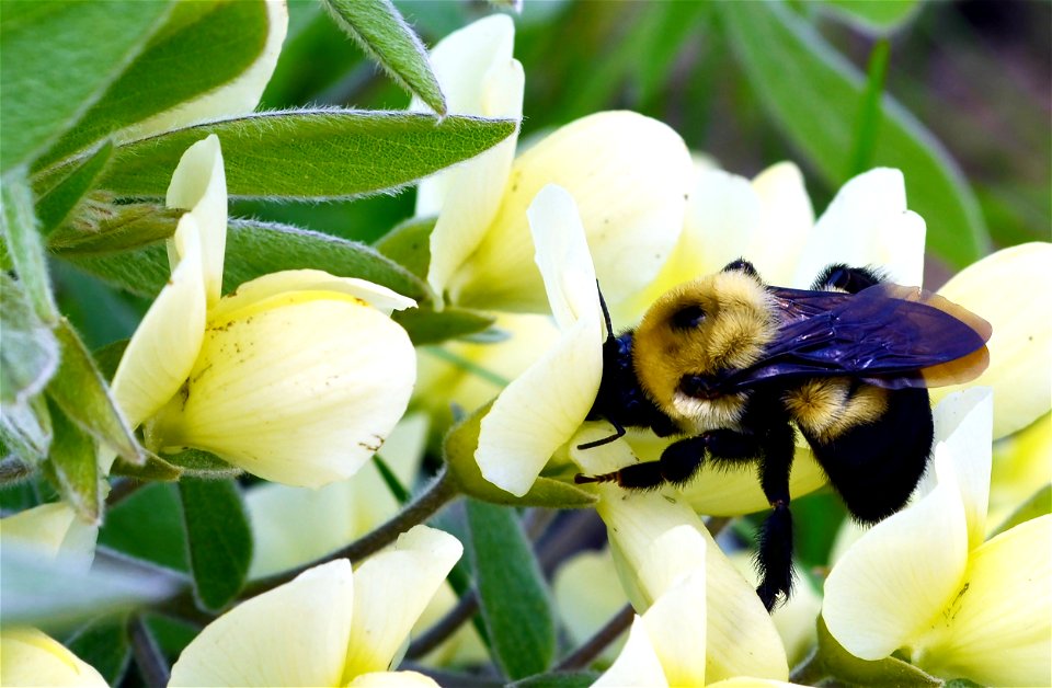 Bumblebee on creamy indigo