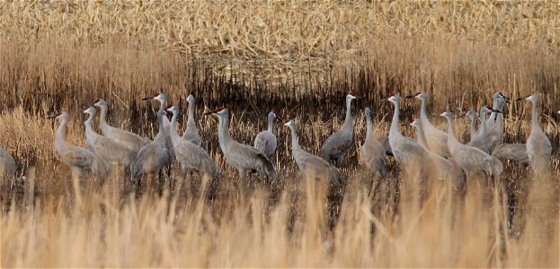 Sandhill Cranes Huron Wetland Management District South Dakota