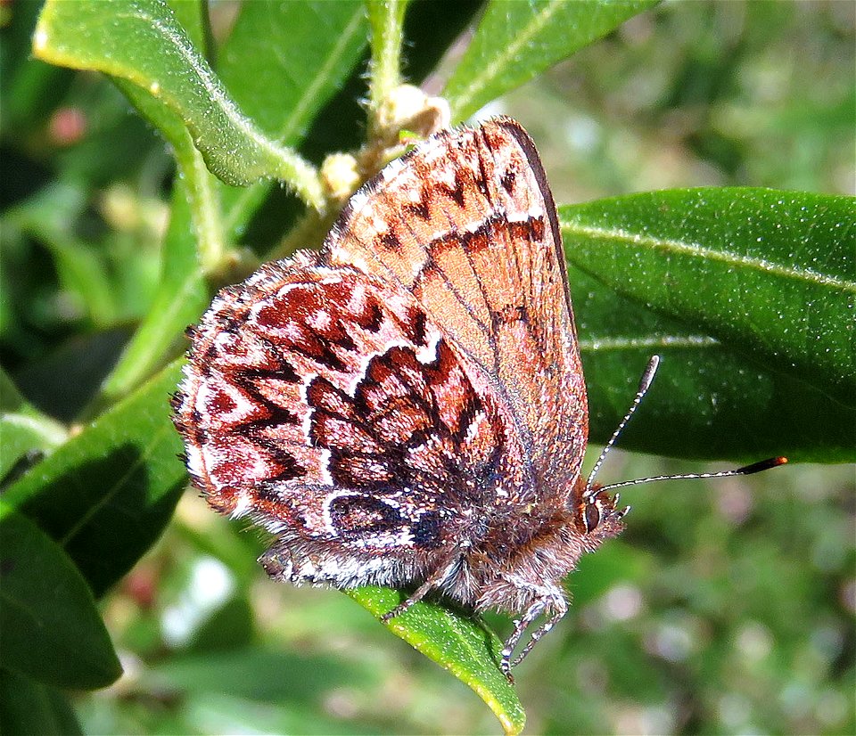 ELFIN, WESTERN PINE (Callophrys eryphon) (04-01-2022) south tolowa dunes state park, del norte co, ca -06
