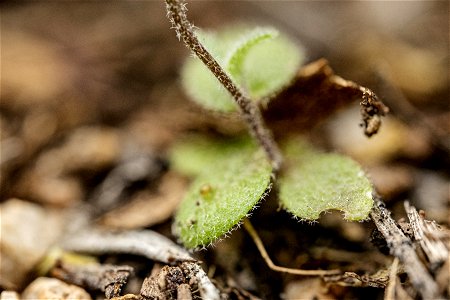 Draba albertina
