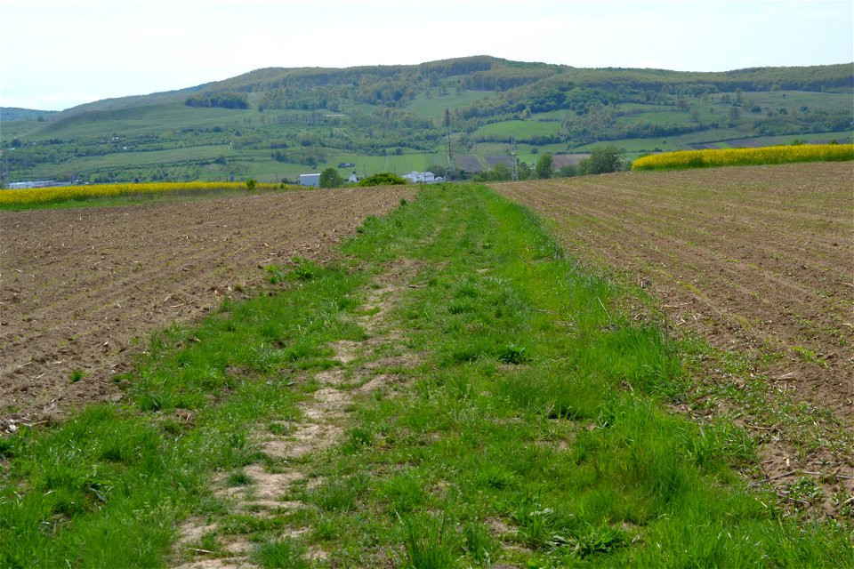 Field