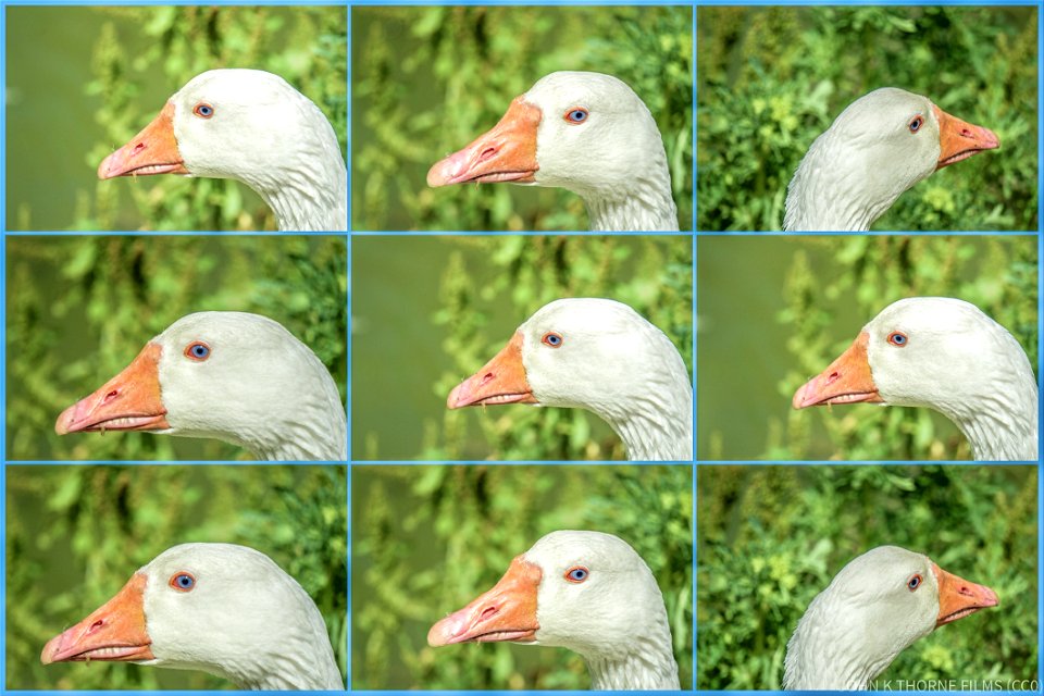 KENT LIFE GUARD GOOSE