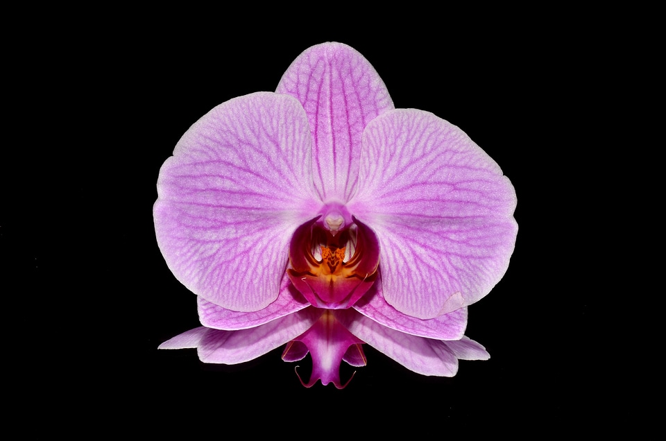 Pink orchids flower