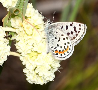 BLUE, SQUARE-SPOTTED (Euphilotes battoides on Eriogonum heracleoides) (07-08-2022) 5200 ft, east of lincoln, mt, w of rogers pass, helena nat forest (4)