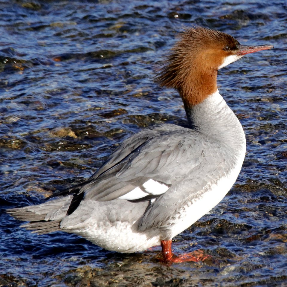 Common Merganser - KNPP - _MG_8662-1
