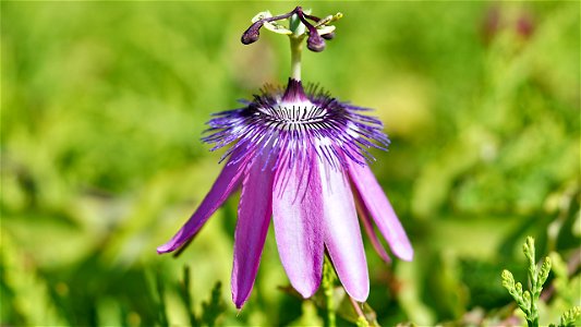 Passionsblume (Passiflora sp.) - weit geöffnete Blüte