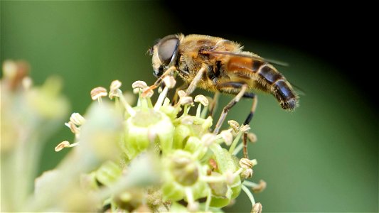 Eristalis pertinax (Gemeine Keilfleckschwebfliege)