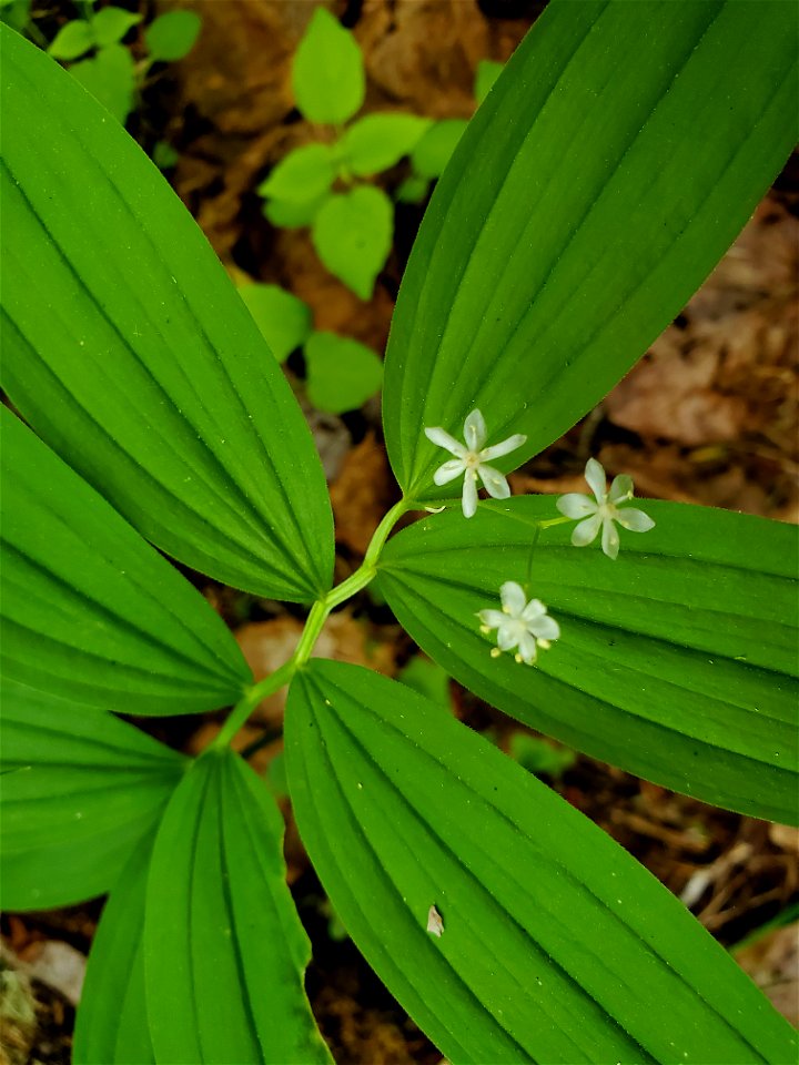 Star Solomon's Seal, Mt. Baker-Snoqualmie National Forest. Photo by Anne Vassar May 17, 2021.