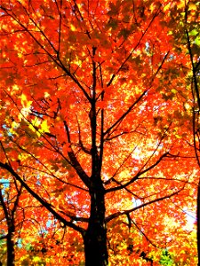 fall colours 8