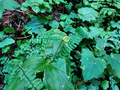 Trillium fruit, Mt. Baker-Snoqualmie National Forest. Photo by Anne Vassar July 21, 2021.