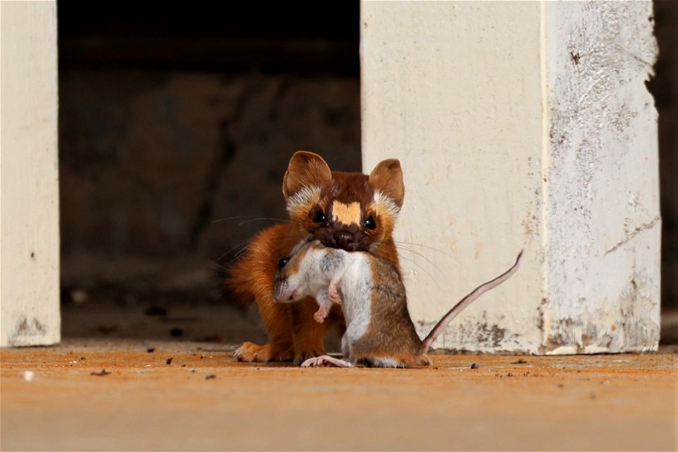 A long-tailed weasel