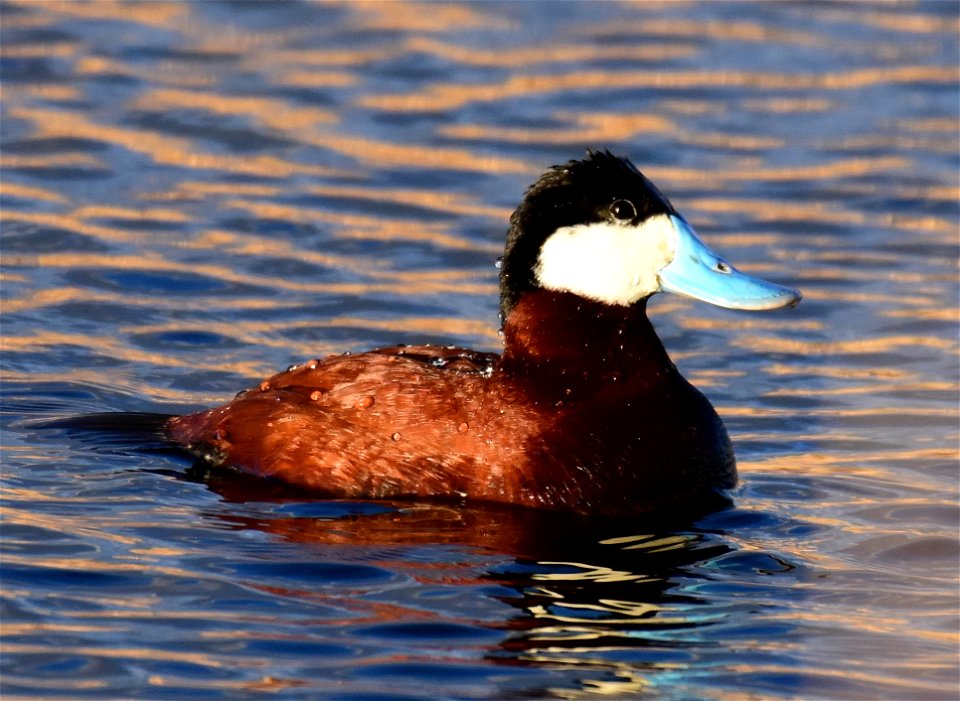 Ruddy duck at Seedskadee National Wildlife Refuge