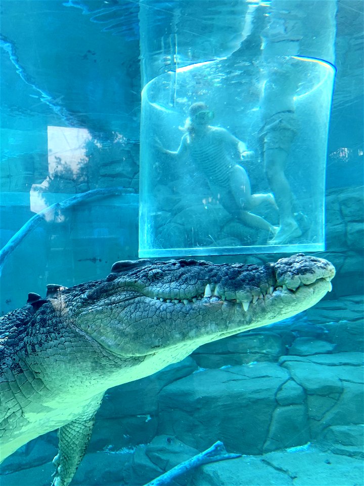 Southern tourists being fed to saltwater crocodile