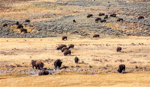 Bison near Blacktail Ponds