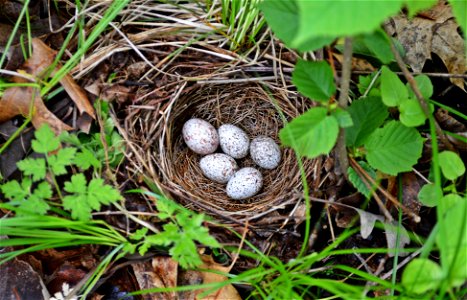 Eastern Towhee Nest photo