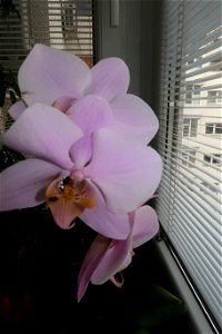 orchids-兰花_2023_0226_154705 photo