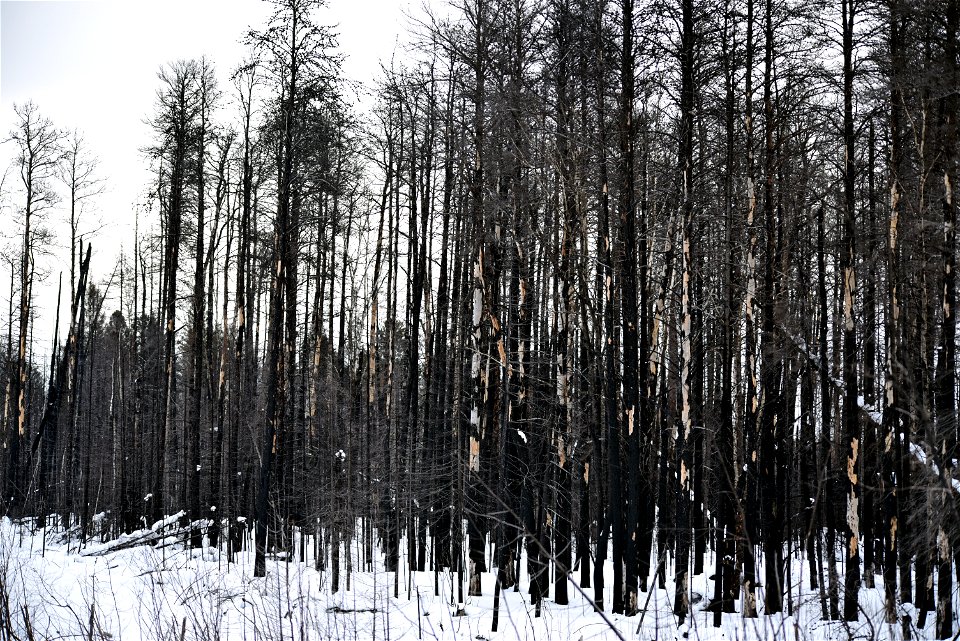 Area burned by the 2021 Greenwood Fire in the Superior National Forest