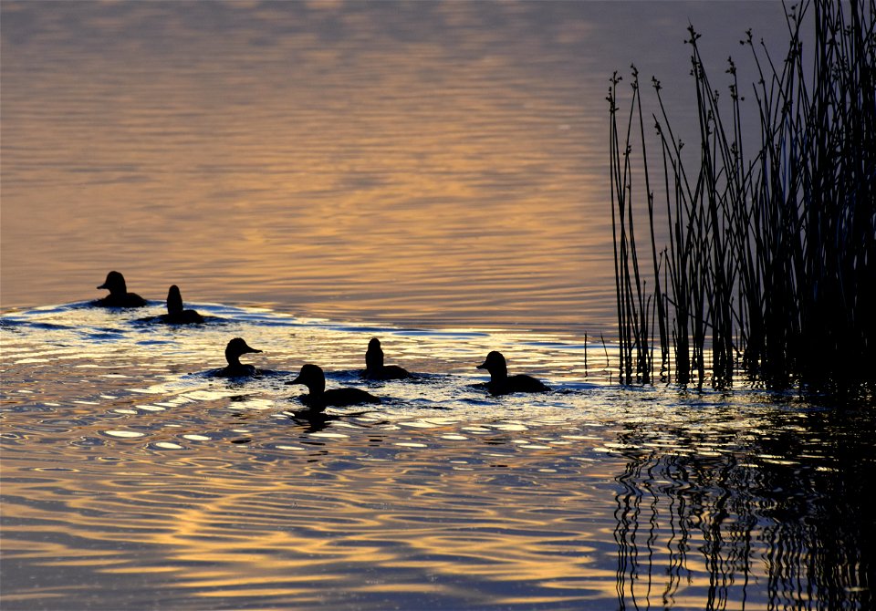 Redhead duck at Seedskadee National Wildlife Refuge