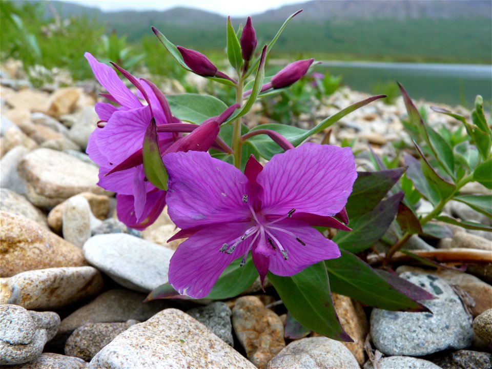 River Beauty along Kanatak Trail