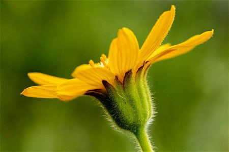 Arnica fulgens