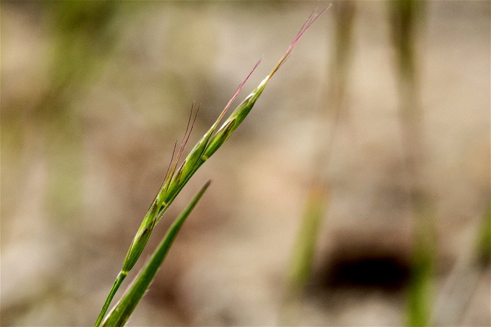 Bromus squarrosus
