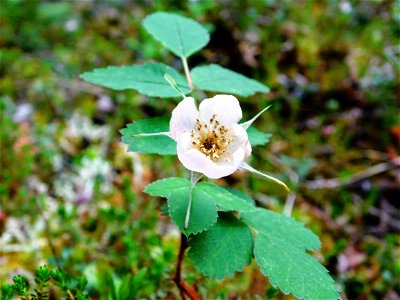 Berry Plant