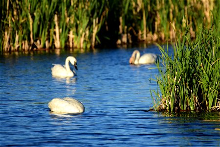 Trumpeter swan at Seedskadee National Wildlife Refuge