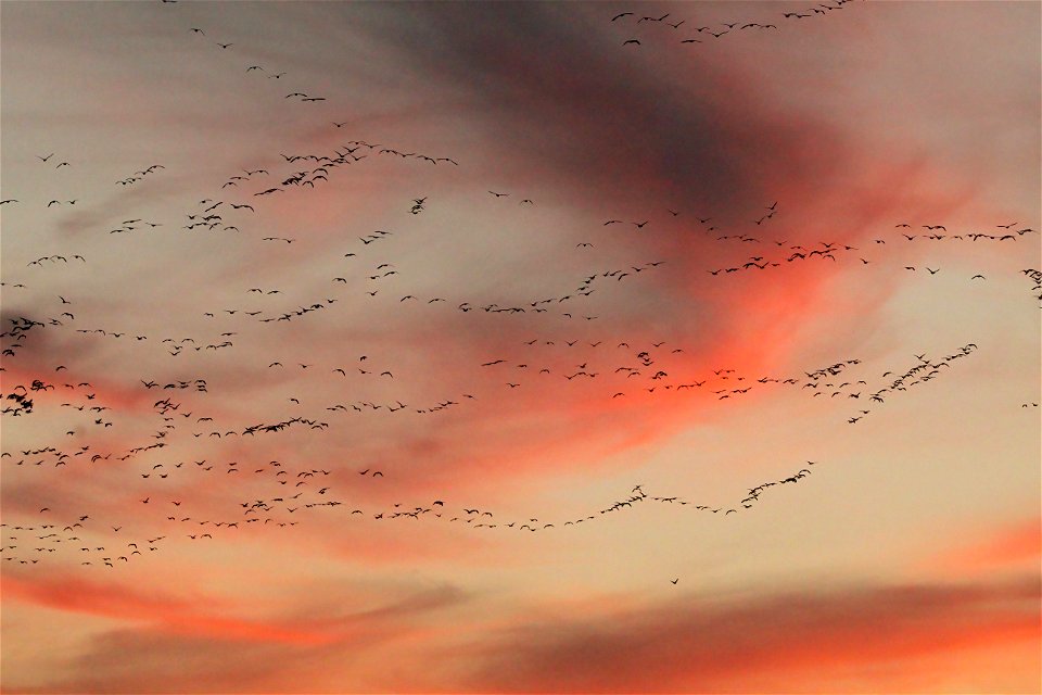 Waterfowl Migration at Sunset on the Huron Wetland Management District