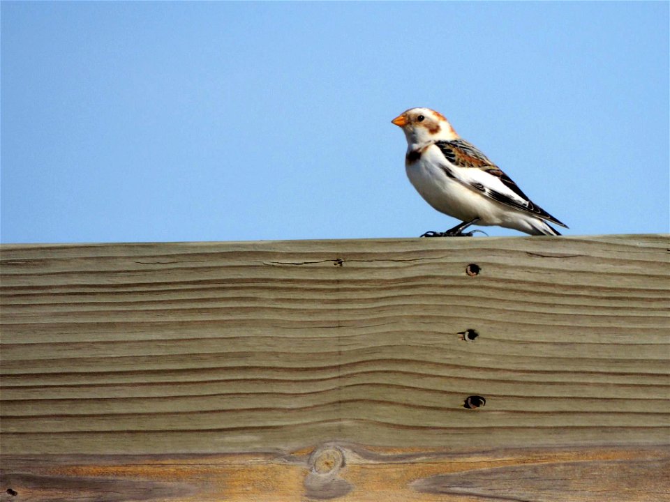 Snow Bunting Sighting