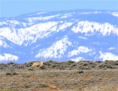 Coyote on Arapaho National Wildlife Refuge photo