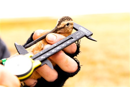 Measuring a long-billed dowitcher photo
