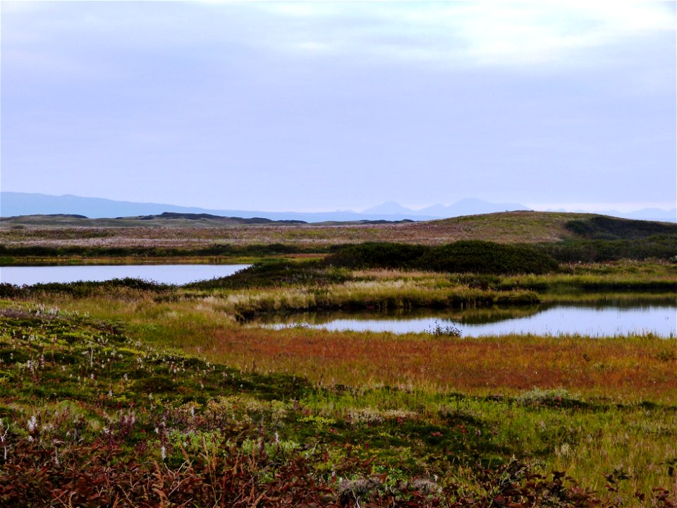 Fall colors at Izembek