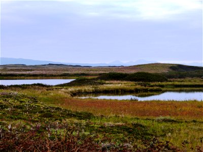 Fall colors at Izembek photo