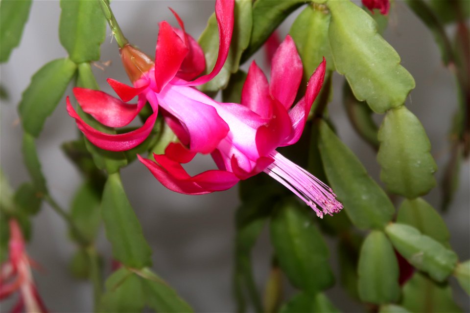 Christmas-cacti_2023_0223_153206