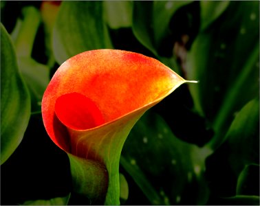 Calla lily -- Zantedeschia aethiopica