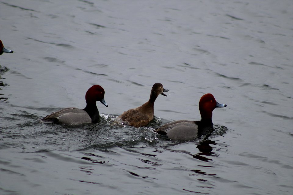 Redhead Courtship Lake Andes National Wildlife Refuge South Dakota