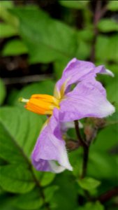 Day 167 potato flower photo