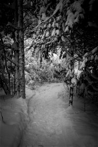Snowy path photo