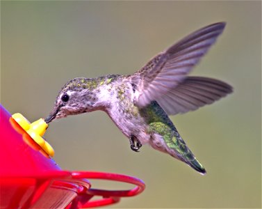 Backyard Jewels