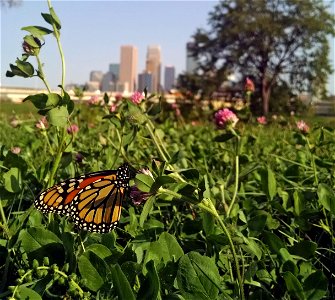 Monarch Butterfly in Minneapolis, MN photo